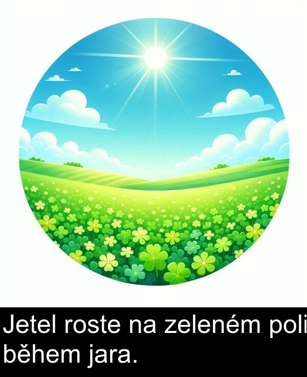 během: Jetel roste na zeleném poli během jara.