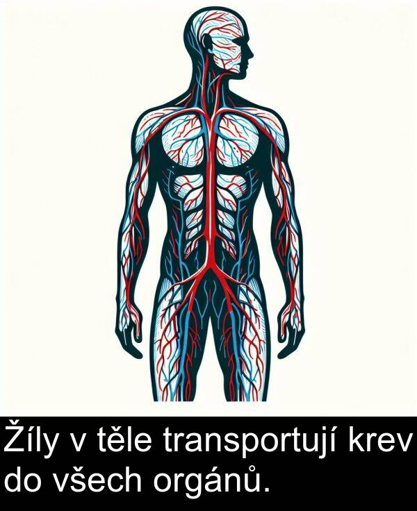 těle: Žíly v těle transportují krev do všech orgánů.