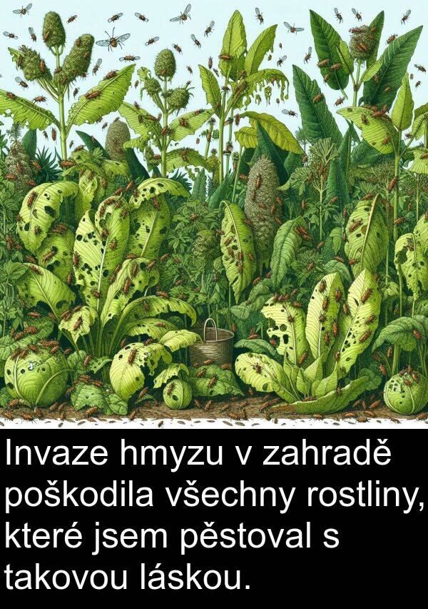 láskou: Invaze hmyzu v zahradě poškodila všechny rostliny, které jsem pěstoval s takovou láskou.