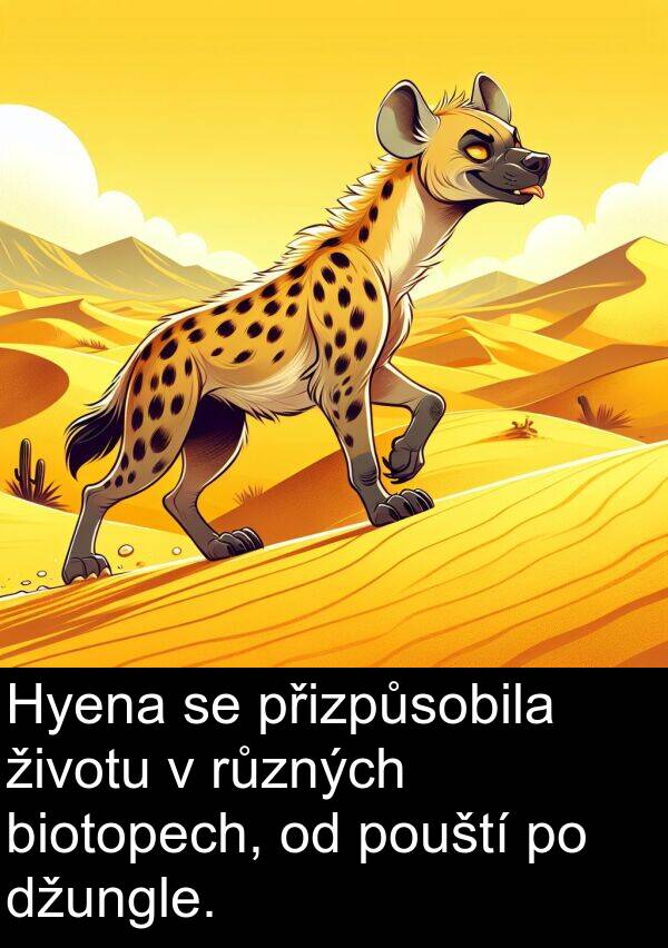 životu: Hyena se přizpůsobila životu v různých biotopech, od pouští po džungle.