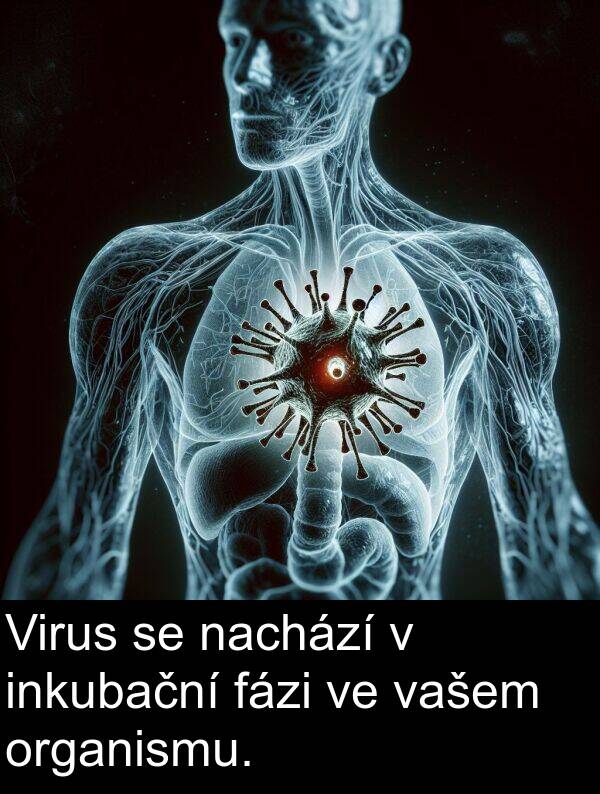 fázi: Virus se nachází v inkubační fázi ve vašem organismu.