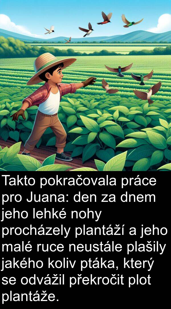 malé: Takto pokračovala práce pro Juana: den za dnem jeho lehké nohy procházely plantáží a jeho malé ruce neustále plašily jakého koliv ptáka, který se odvážil překročit plot plantáže.