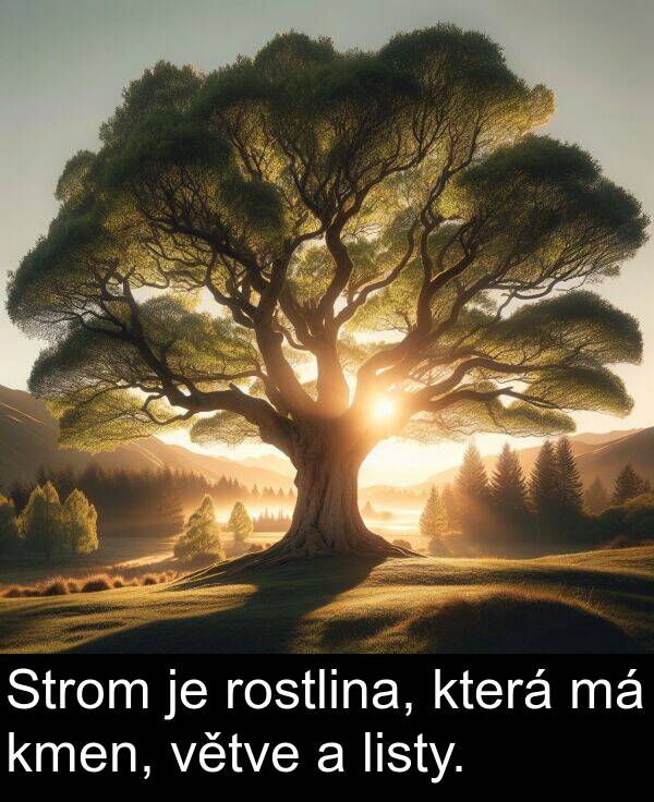 listy: Strom je rostlina, která má kmen, větve a listy.