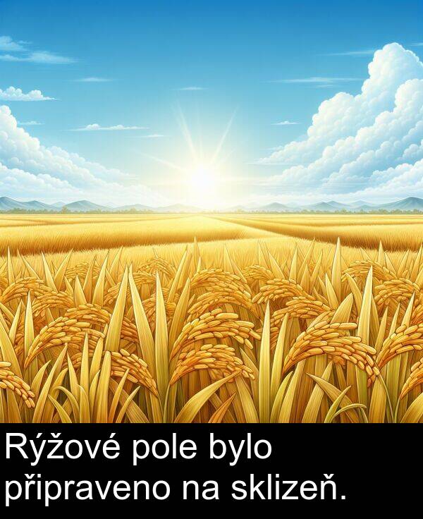 připraveno: Rýžové pole bylo připraveno na sklizeň.