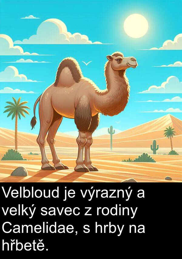 velký: Velbloud je výrazný a velký savec z rodiny Camelidae, s hrby na hřbetě.