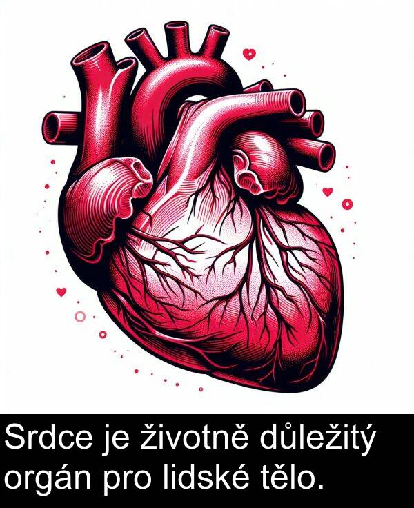 lidské: Srdce je životně důležitý orgán pro lidské tělo.