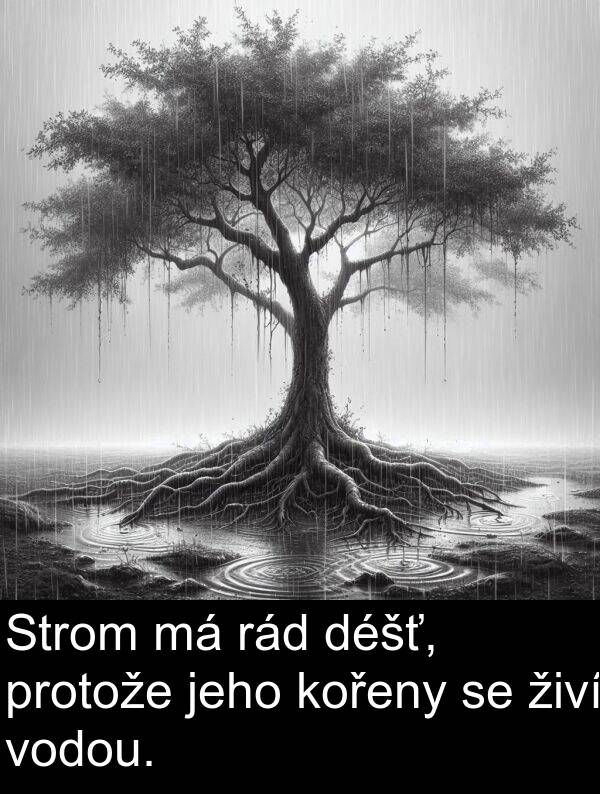 jeho: Strom má rád déšť, protože jeho kořeny se živí vodou.