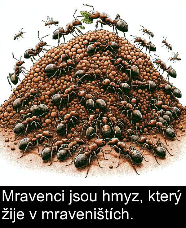 žije: Mravenci jsou hmyz, který žije v mraveništích.