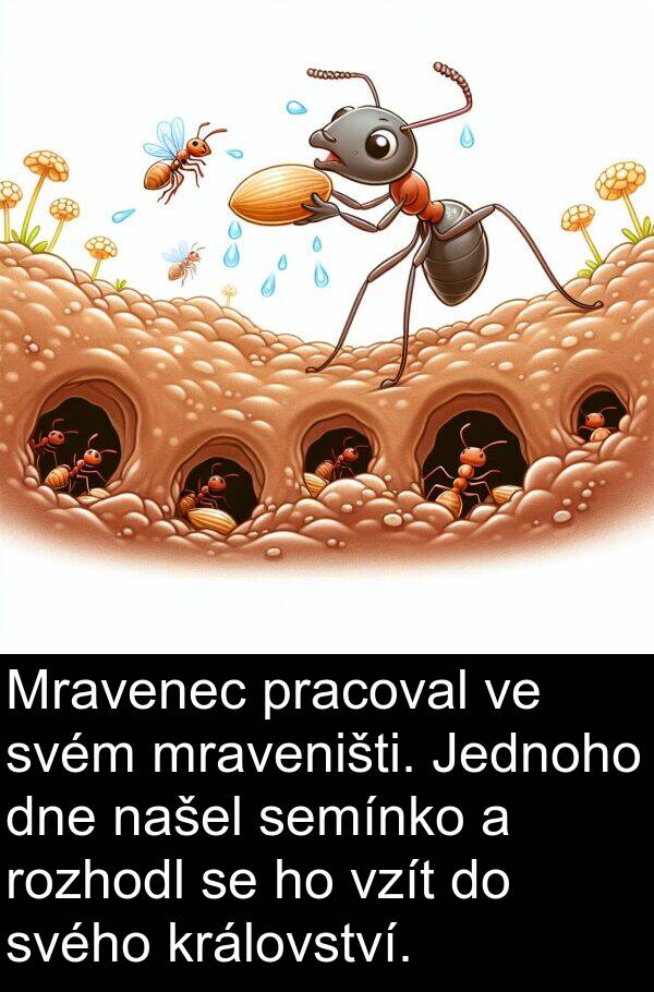 semínko: Mravenec pracoval ve svém mraveništi. Jednoho dne našel semínko a rozhodl se ho vzít do svého království.