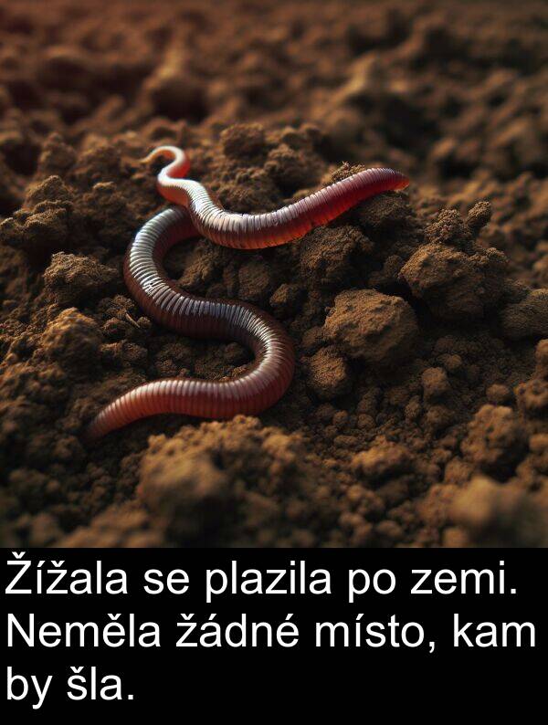 žádné: Žížala se plazila po zemi. Neměla žádné místo, kam by šla.