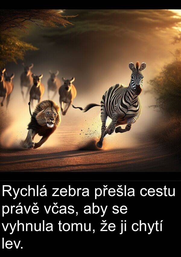 lev: Rychlá zebra přešla cestu právě včas, aby se vyhnula tomu, že ji chytí lev.