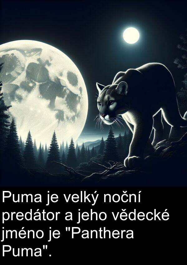 velký: Puma je velký noční predátor a jeho vědecké jméno je "Panthera Puma".