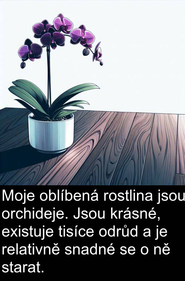 tisíce: Moje oblíbená rostlina jsou orchideje. Jsou krásné, existuje tisíce odrůd a je relativně snadné se o ně starat.