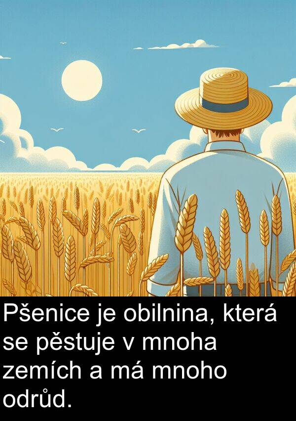 mnoho: Pšenice je obilnina, která se pěstuje v mnoha zemích a má mnoho odrůd.