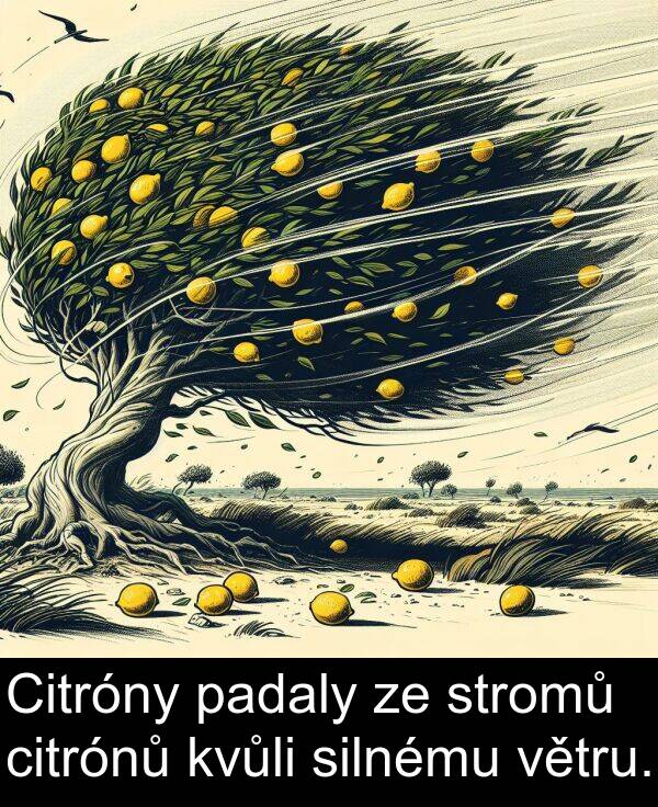 padaly: Citróny padaly ze stromů citrónů kvůli silnému větru.