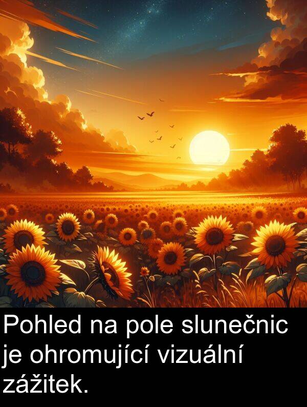 pole: Pohled na pole slunečnic je ohromující vizuální zážitek.