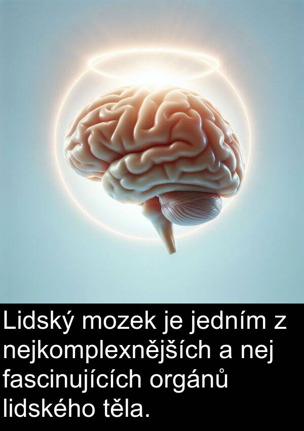 lidského: Lidský mozek je jedním z nejkomplexnějších a nej fascinujících orgánů lidského těla.