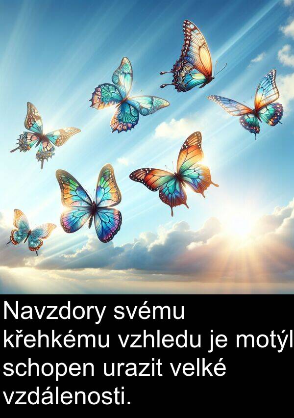 schopen: Navzdory svému křehkému vzhledu je motýl schopen urazit velké vzdálenosti.