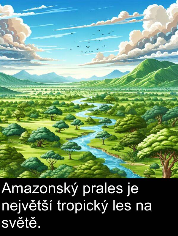 les: Amazonský prales je největší tropický les na světě.