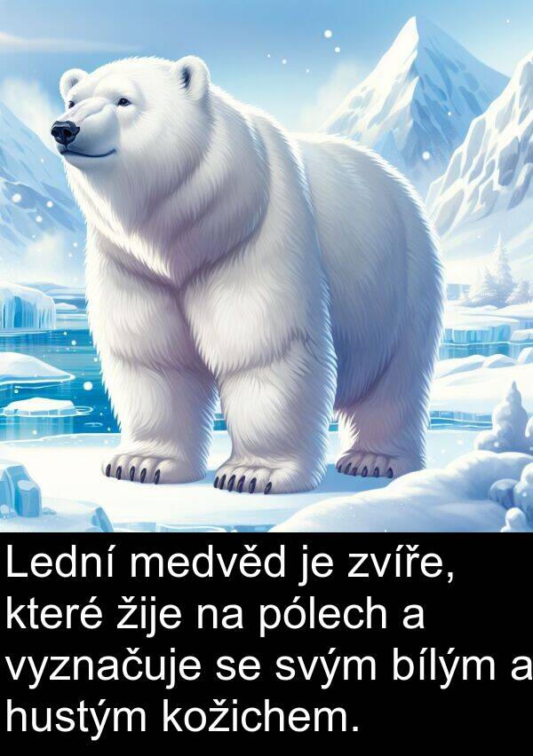 žije: Lední medvěd je zvíře, které žije na pólech a vyznačuje se svým bílým a hustým kožichem.