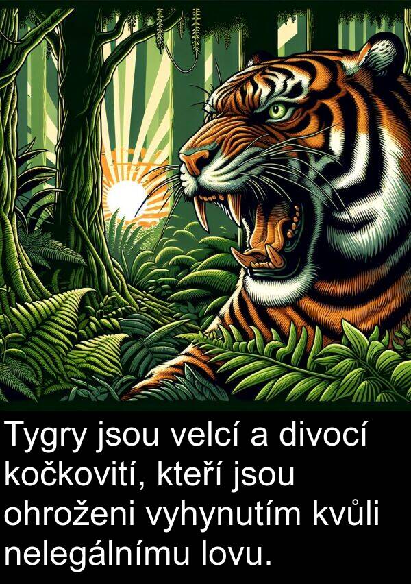 velcí: Tygry jsou velcí a divocí kočkovití, kteří jsou ohroženi vyhynutím kvůli nelegálnímu lovu.