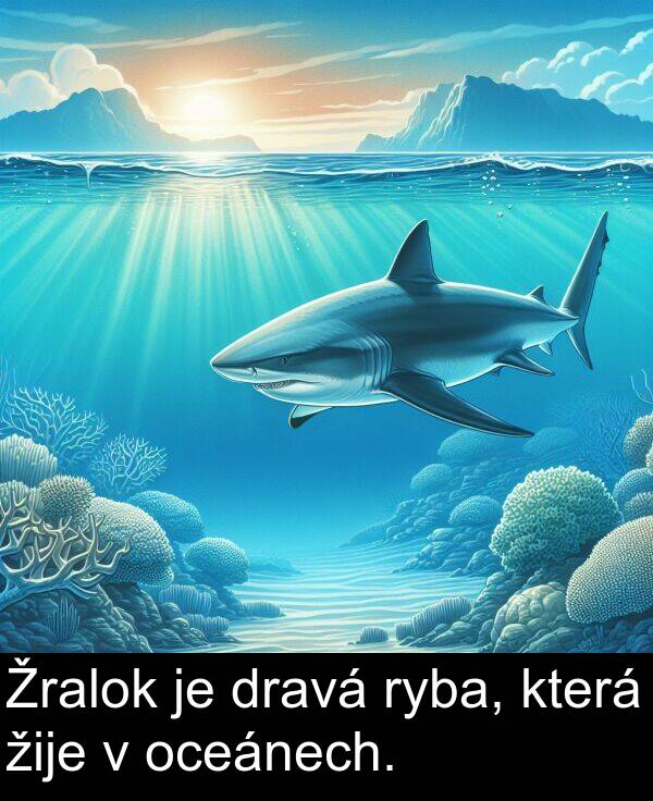 žije: Žralok je dravá ryba, která žije v oceánech.