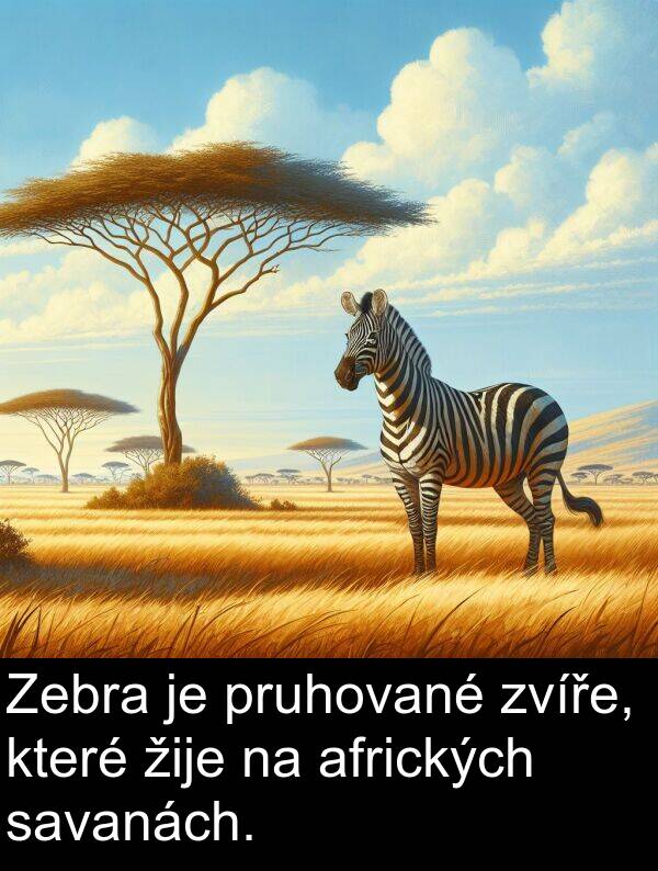 žije: Zebra je pruhované zvíře, které žije na afrických savanách.