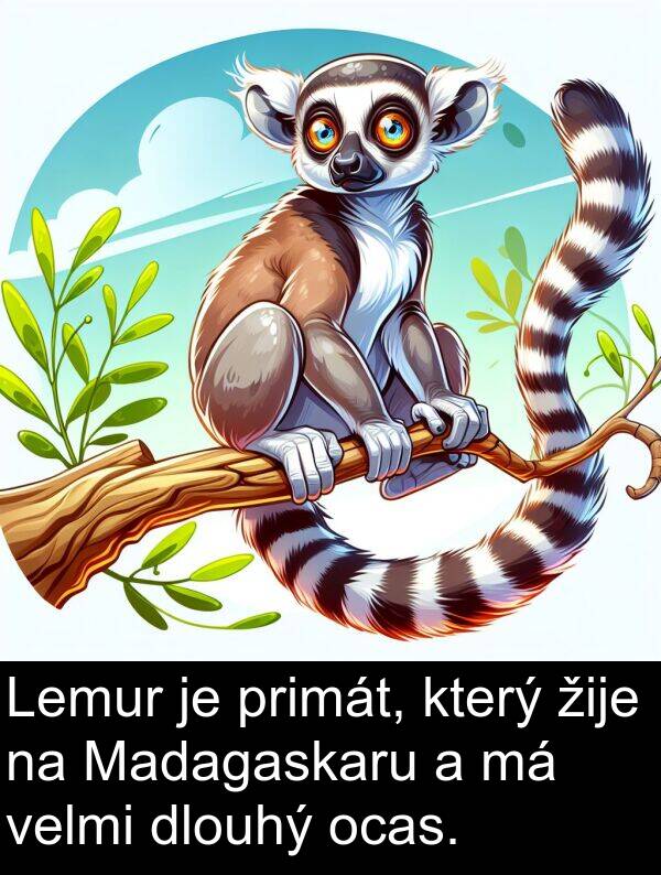 žije: Lemur je primát, který žije na Madagaskaru a má velmi dlouhý ocas.