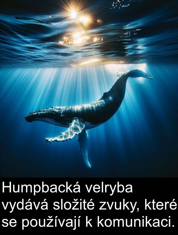 velryba: Humpbacká velryba vydává složité zvuky, které se používají k komunikaci.