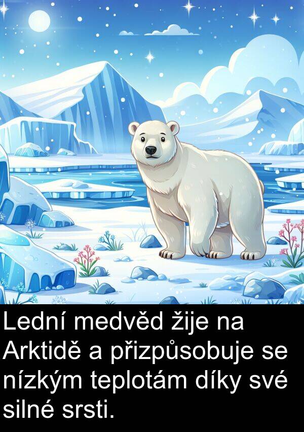 teplotám: Lední medvěd žije na Arktidě a přizpůsobuje se nízkým teplotám díky své silné srsti.