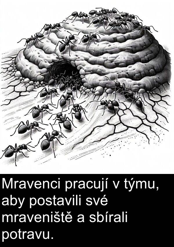 týmu: Mravenci pracují v týmu, aby postavili své mraveniště a sbírali potravu.