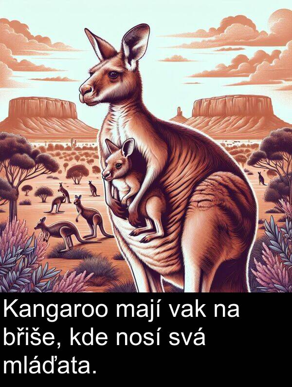 mají: Kangaroo mají vak na břiše, kde nosí svá mláďata.