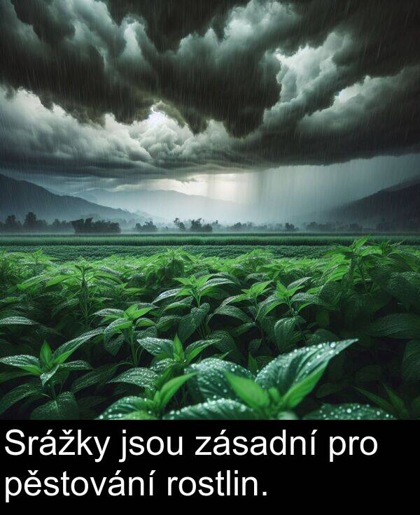 pěstování: Srážky jsou zásadní pro pěstování rostlin.