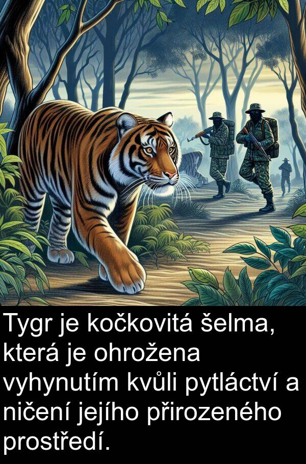 šelma: Tygr je kočkovitá šelma, která je ohrožena vyhynutím kvůli pytláctví a ničení jejího přirozeného prostředí.
