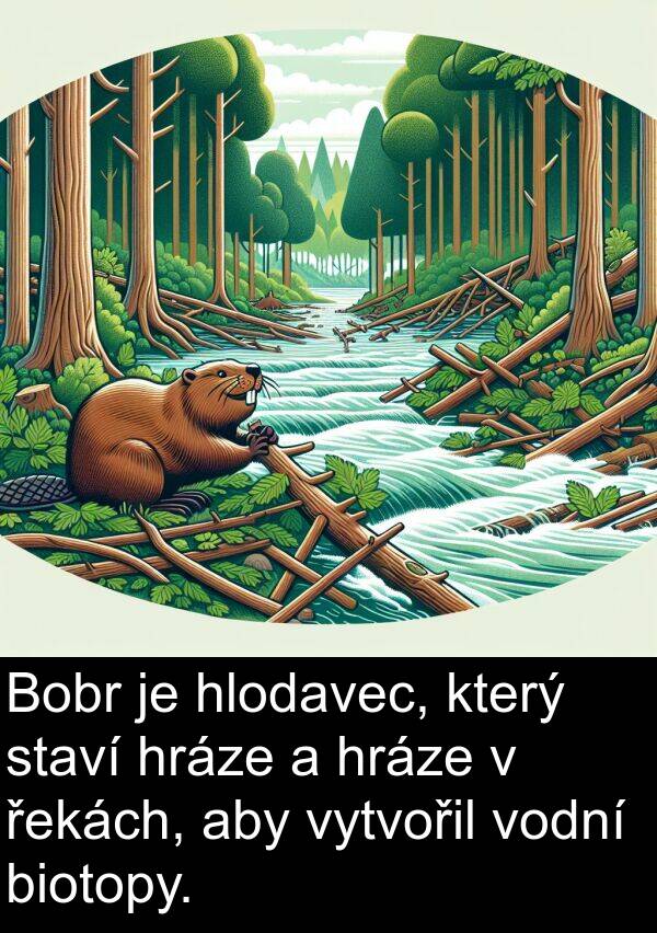 hráze: Bobr je hlodavec, který staví hráze a hráze v řekách, aby vytvořil vodní biotopy.