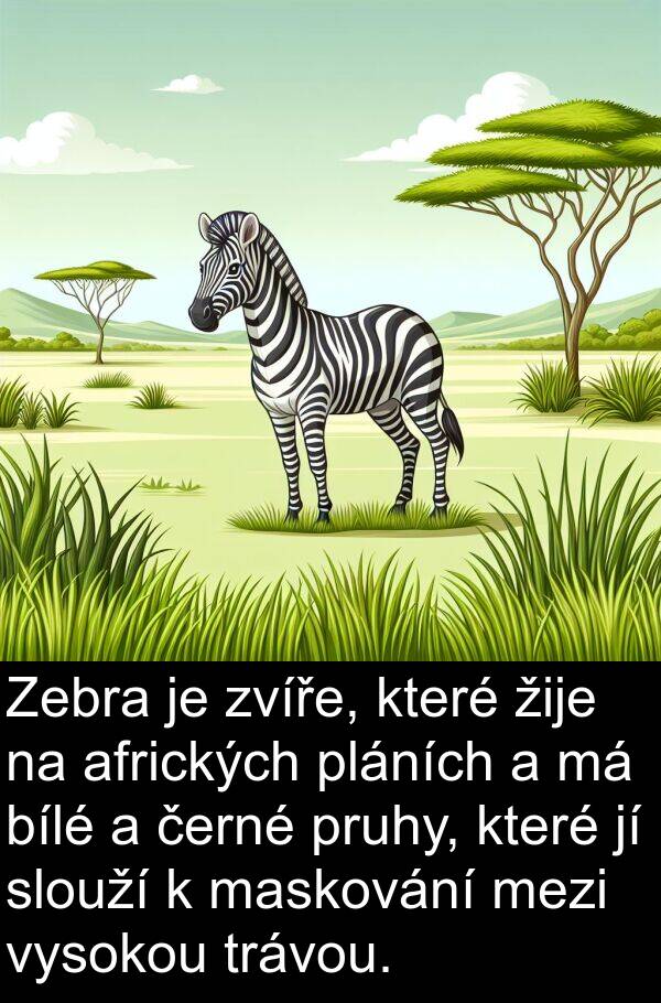 maskování: Zebra je zvíře, které žije na afrických pláních a má bílé a černé pruhy, které jí slouží k maskování mezi vysokou trávou.