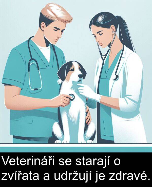 zdravé: Veterináři se starají o zvířata a udržují je zdravé.