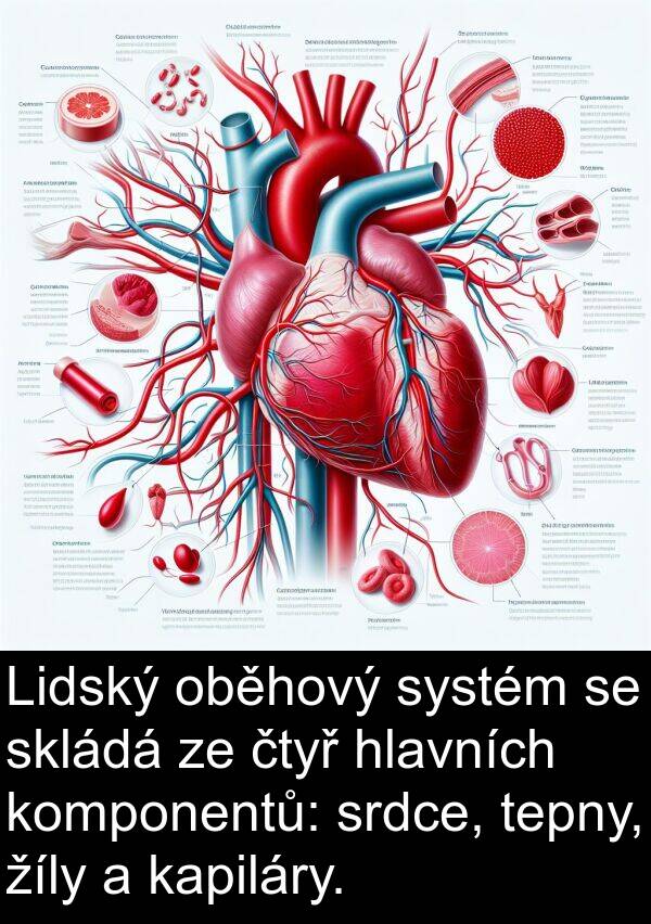 tepny: Lidský oběhový systém se skládá ze čtyř hlavních komponentů: srdce, tepny, žíly a kapiláry.