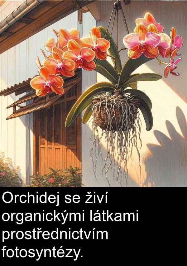 látkami: Orchidej se živí organickými látkami prostřednictvím fotosyntézy.