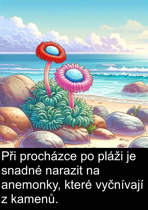 kamenů: Při procházce po pláži je snadné narazit na anemonky, které vyčnívají z kamenů.