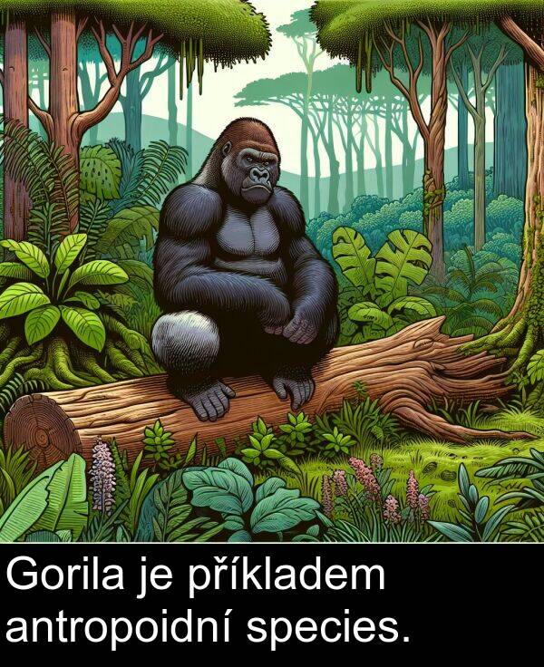 příkladem: Gorila je příkladem antropoidní species.