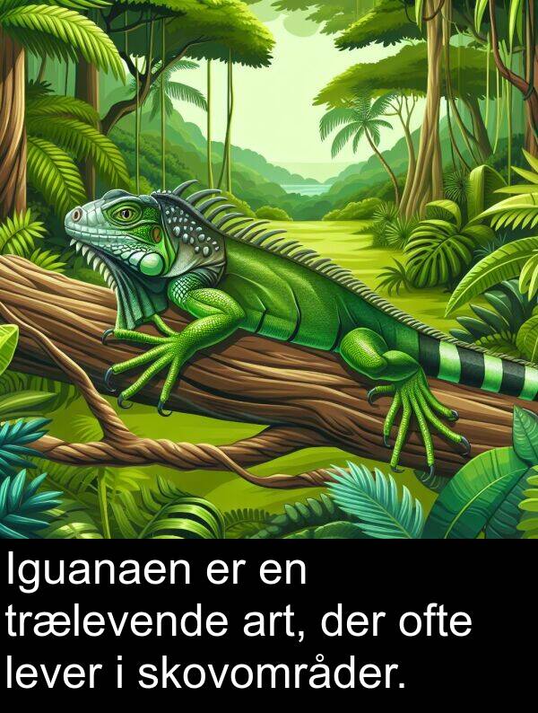 lever: Iguanaen er en trælevende art, der ofte lever i skovområder.