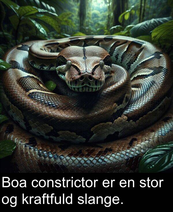 stor: Boa constrictor er en stor og kraftfuld slange.