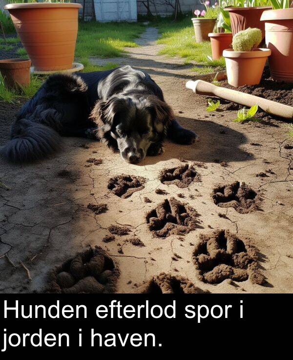 haven: Hunden efterlod spor i jorden i haven.