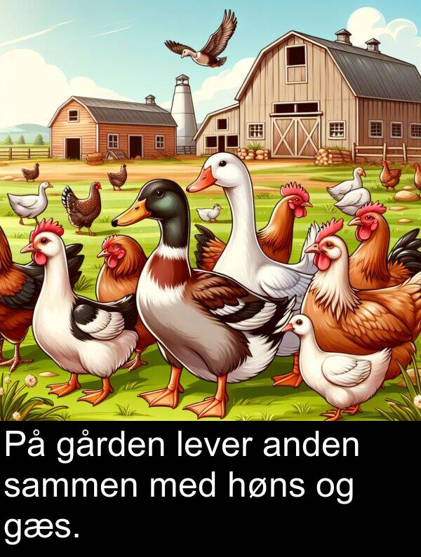 lever: På gården lever anden sammen med høns og gæs.