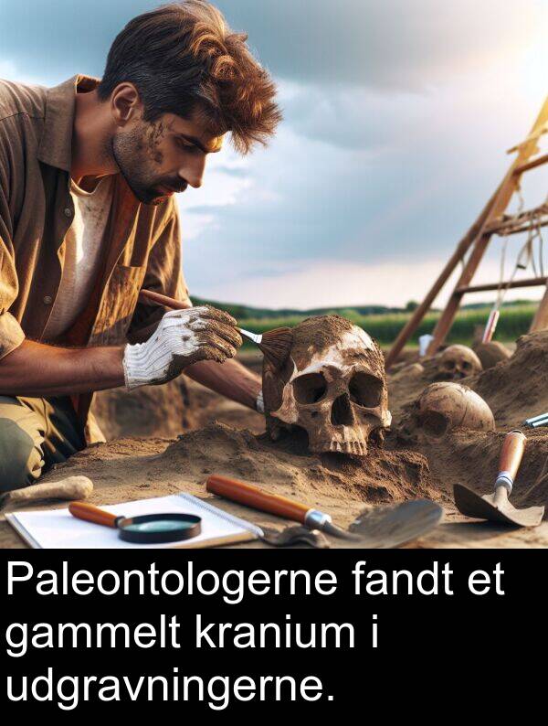 fandt: Paleontologerne fandt et gammelt kranium i udgravningerne.