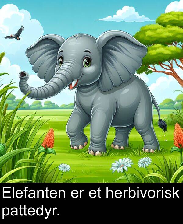 pattedyr: Elefanten er et herbivorisk pattedyr.