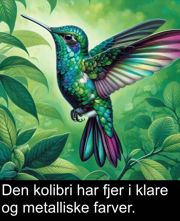 farver: Den kolibri har fjer i klare og metalliske farver.