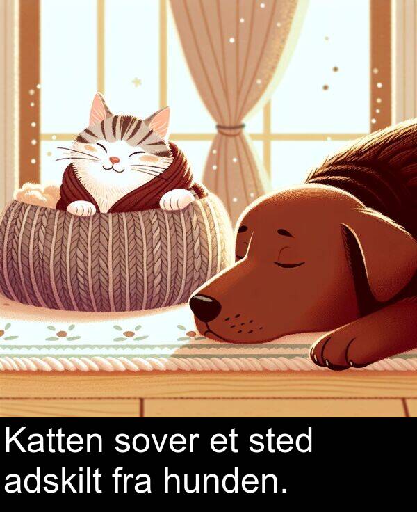 fra: Katten sover et sted adskilt fra hunden.