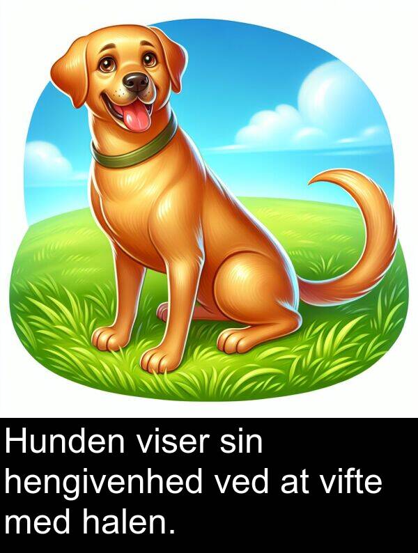 hengivenhed: Hunden viser sin hengivenhed ved at vifte med halen.